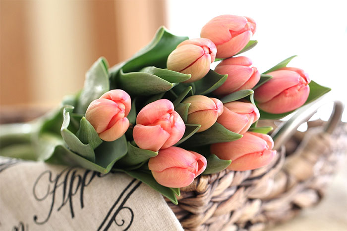 ý nghĩa hoa tulip hồng