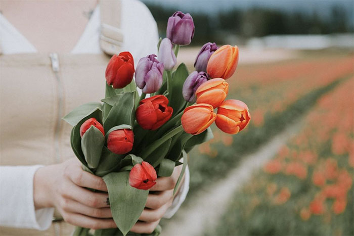 ý nghĩa hoa tulip trong tình yêu