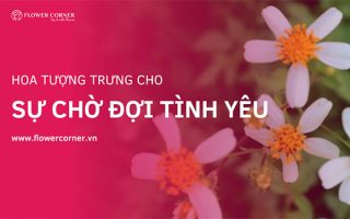 loài hoa tượng trưng cho sự chờ đợi