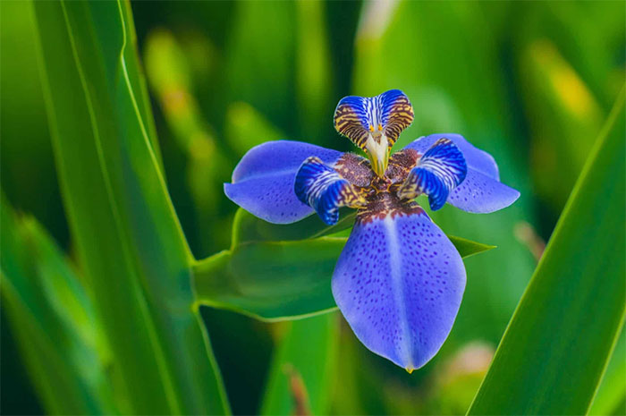 Những loài hoa màu xanh - hoa diên vĩ