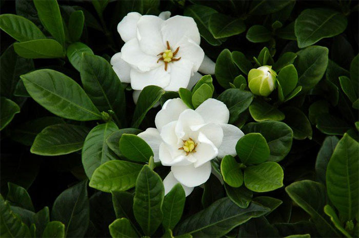 các loài hoa màu trắng - hoa dành dành