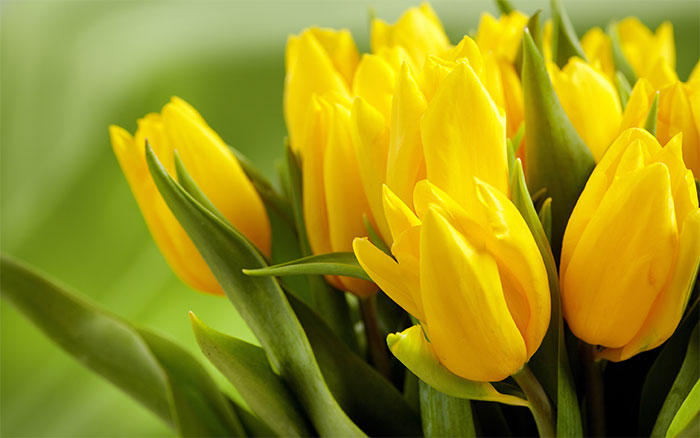 các loài hoa tượng trưng cho tình yêu đơn phương - hoa tulip vàng