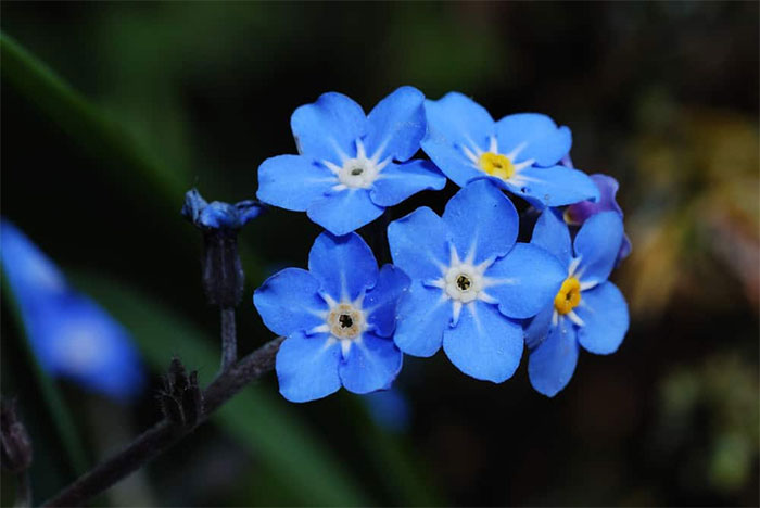 Những loài hoa màu xanh - hoa lưu ly