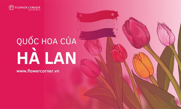 quốc hoa của hà lan là gì?