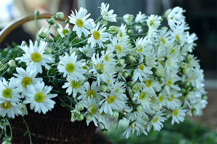 các loài hoa màu trắng nhỏ - hoa cúc họa mi