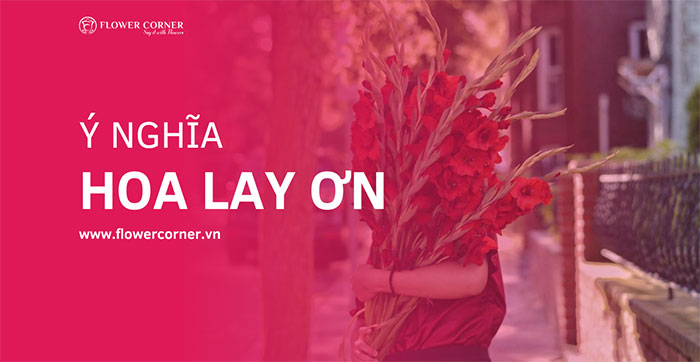 ý nghĩa hoa lay ơn
