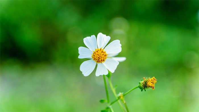 các loài hoa màu trắng nhỏ - hoa xuyến chi