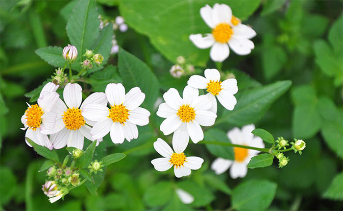 các loài hoa cúc trắng nhỏ - hoa xuyến chi