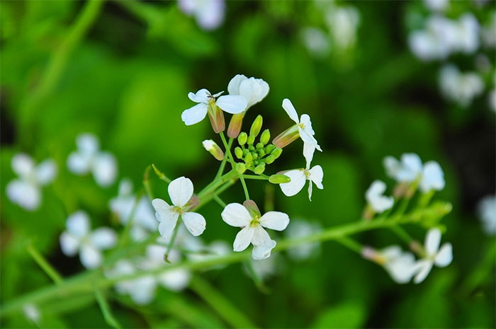 các loài hoa màu trắng - hoa cải