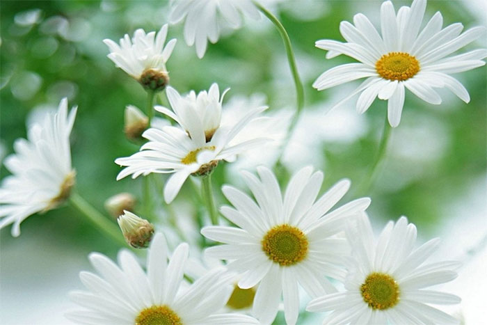 các loài hoa màu trắng - hoa cúc