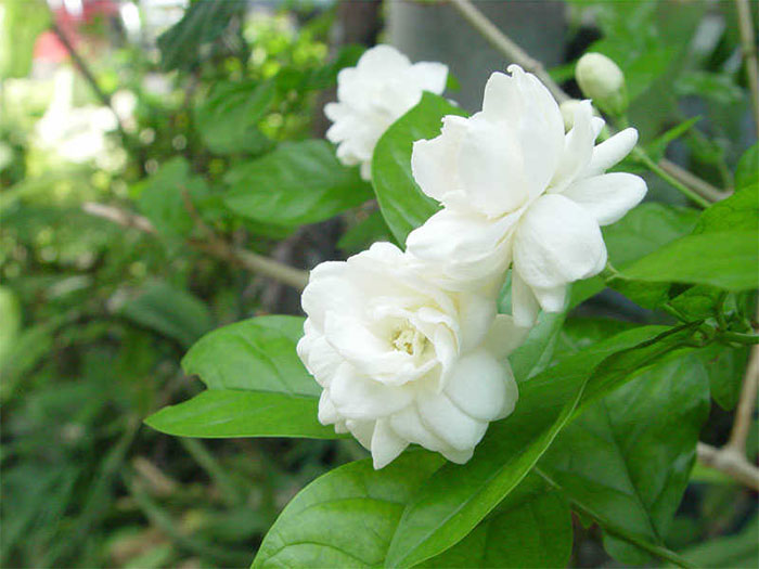 các loài hoa màu trắng - hoa nhài