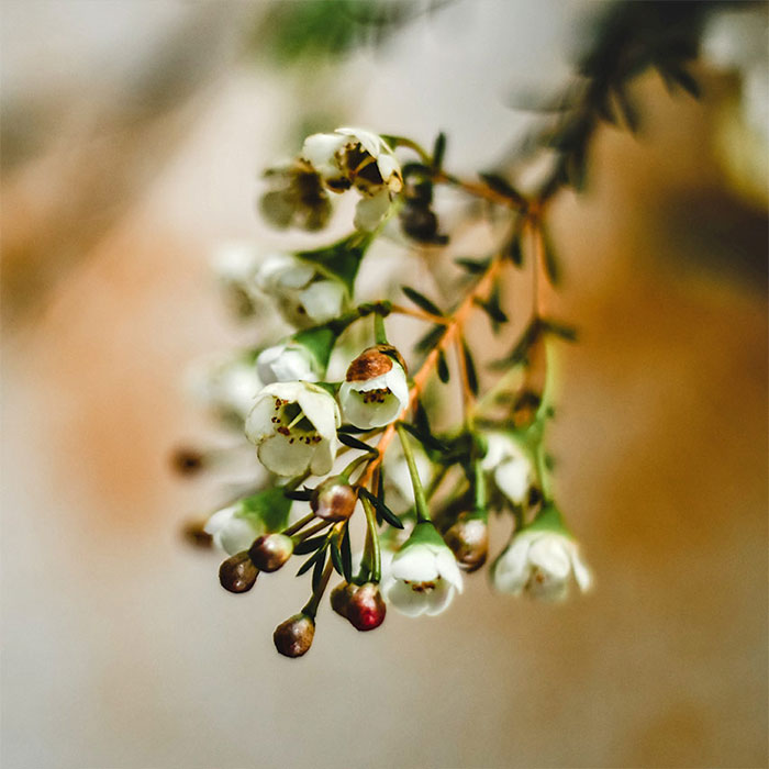 các loài hoa màu trắng - hoa thanh liễu