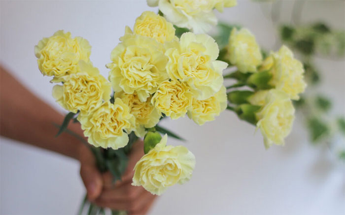 những loài hoa mang ý nghĩa lạnh lùng, vô cảm - hoa cẩm chướng vàng
