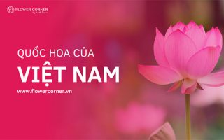 Quốc hoa của Việt Nam là gì?