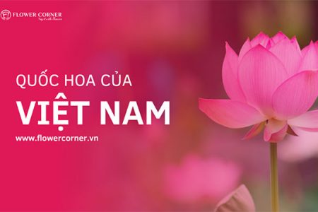 Quốc hoa của Việt Nam là gì?