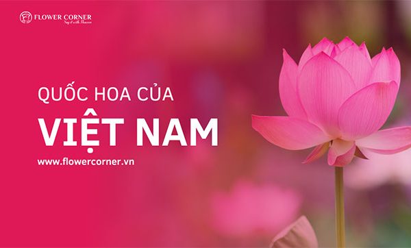 Bạn có biết quốc hoa của Việt Nam là hoa gì?