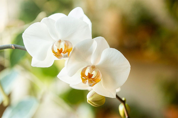 ý nghĩa hoa lan trắng
