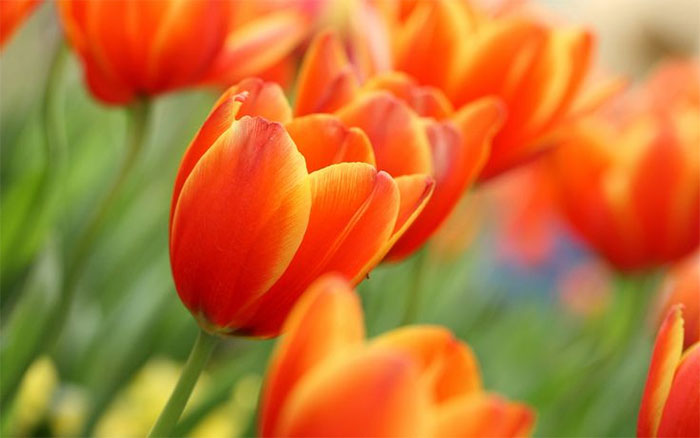 ý nghĩa hoa Tulip màu cam