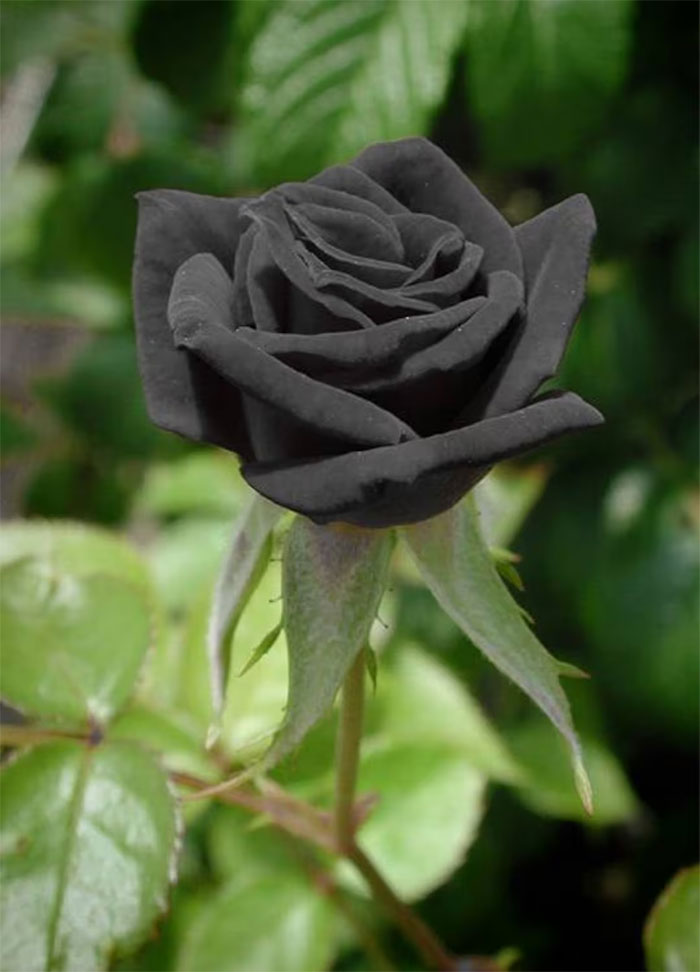 ý nghĩa của hoa hồng màu đen