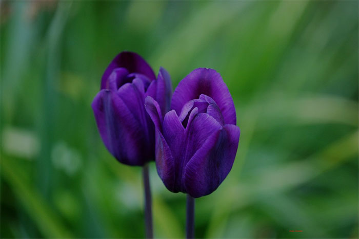 ý nghĩa của hoa Tulip - hình ảnh 3