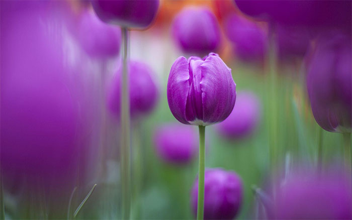 ý nghĩa của hoa Tulip tím 