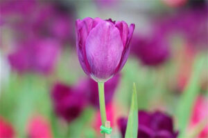 Ý nghĩa của hoa Tulip tím – Màu sắc của sự thịnh vượng