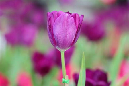 ý nghĩa hoa Tulip tím